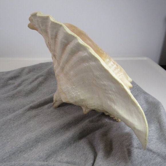 Large REAL Conch Sea Shell 10" tall 8" wide has some chips Tan pink white outer - Picture 6 of 10
